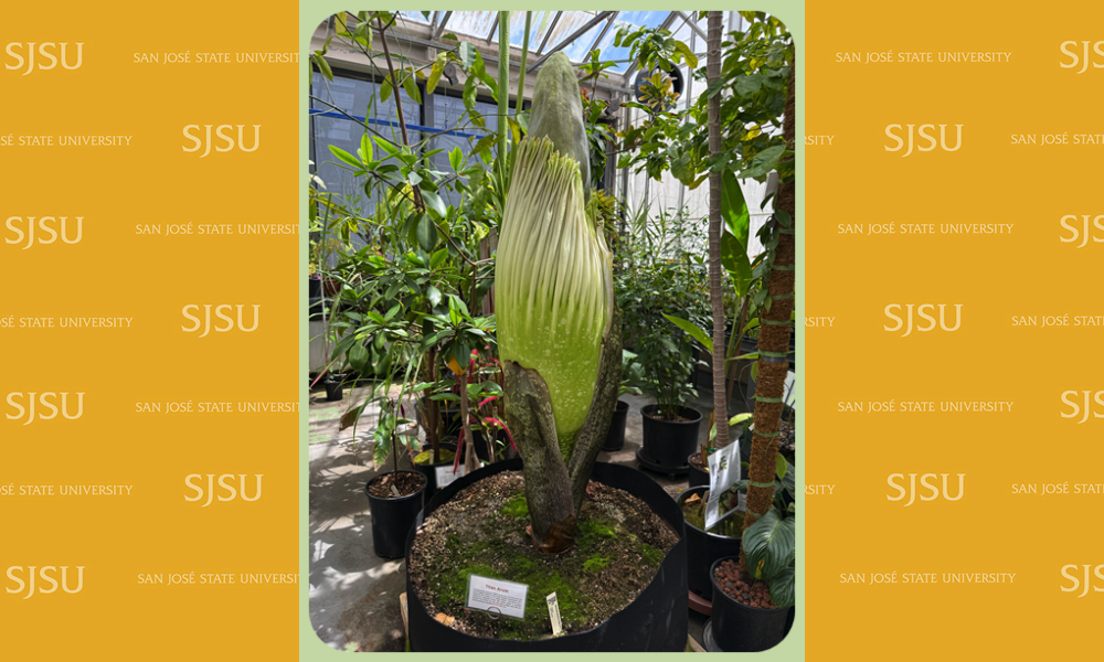 SJSU corpse flower prebloom 2025
