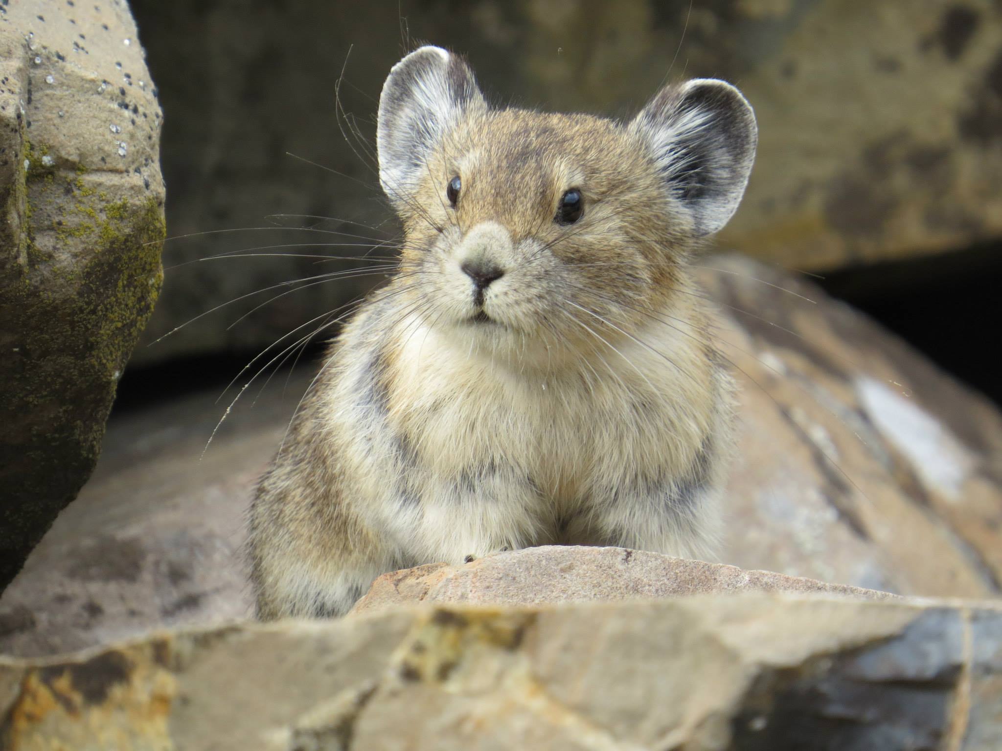 American Pika